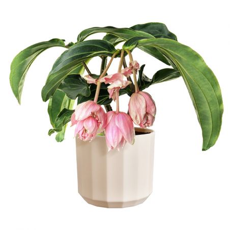 osłonka Elho facet almond pink