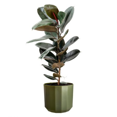 osłonka Elho facet forest green