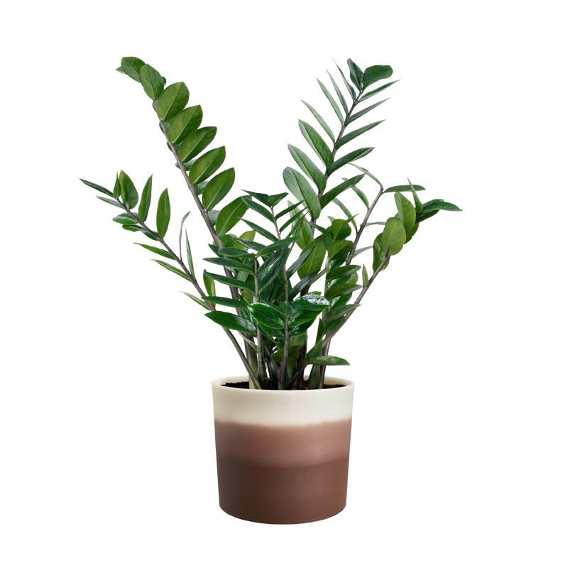 osłonka Elho colour gradient cedar brown