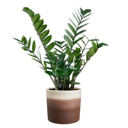 osłonka Elho colour gradient cedar brown