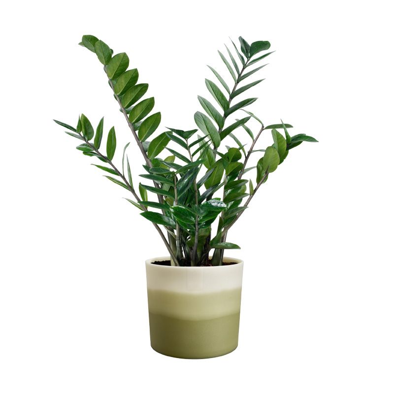 osłonka Elho colour gradient bamboo green