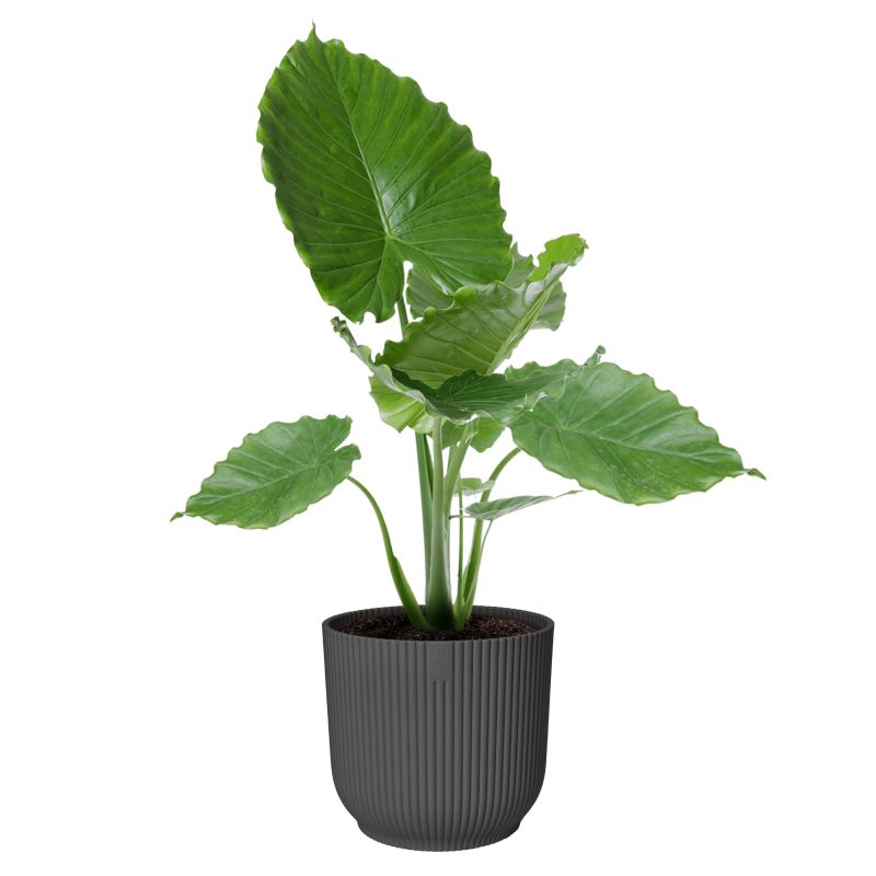 osłonka Elho vibes fold anthracite 30 cm