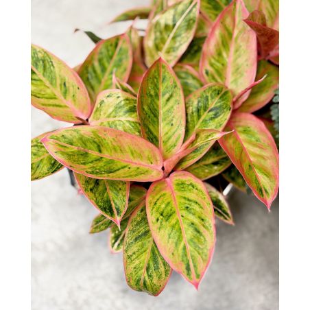 Aglaonema 'Salmon Fantasy' - aglonema