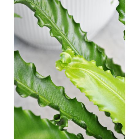 Asplenium antiquum 'Osaka' - zanokcica stara