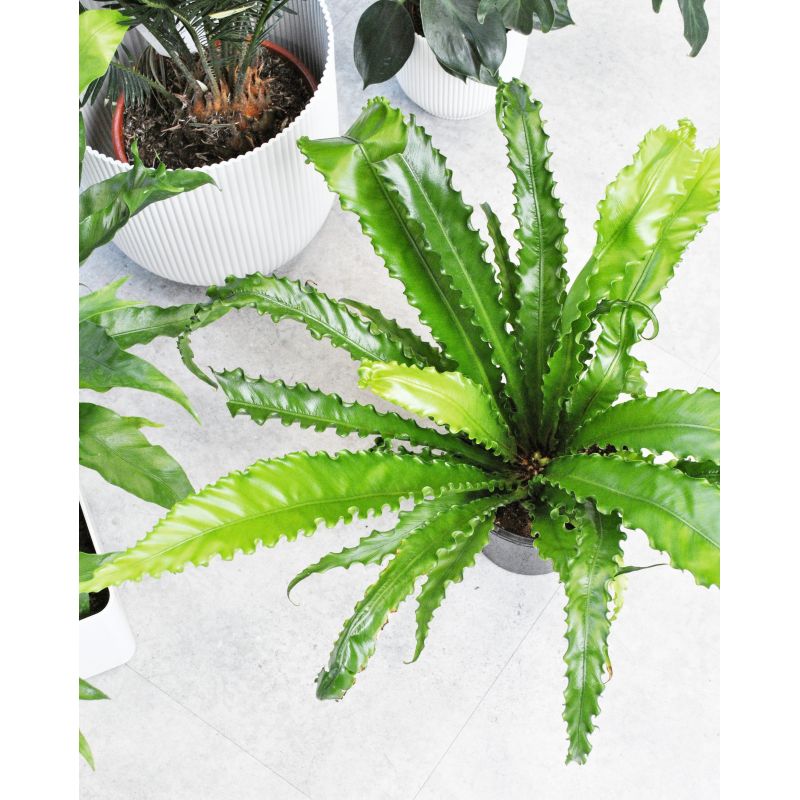 Asplenium antiquum 'Osaka' - zanokcica stara