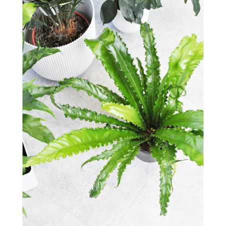 Asplenium antiquum 'Osaka' - zanokcica stara