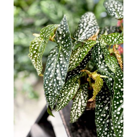 Begonia maculata 'Double Dot' - begonia plamista