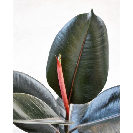 Ficus elastica 'Abidjan' - figowiec sprężysty