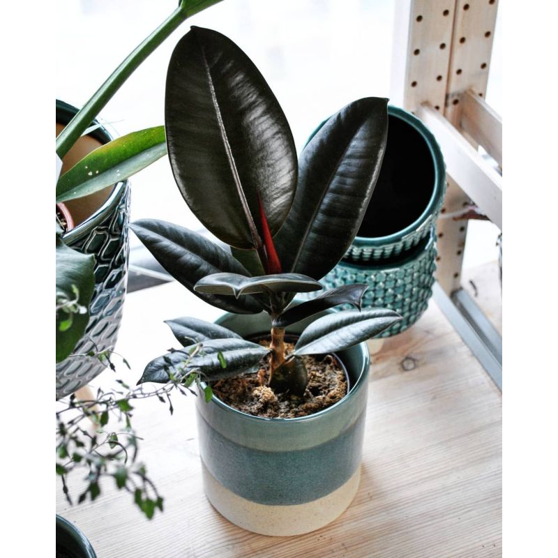 Ficus elastica 'Abidjan' - figowiec sprężysty