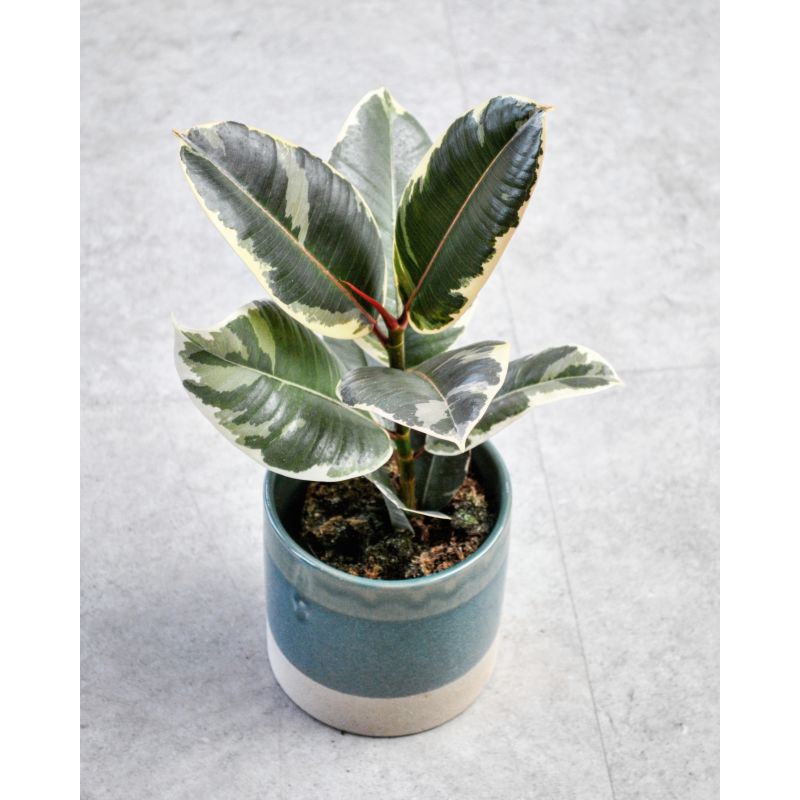 Ficus elastica 'Tineke' - figowiec sprężysty