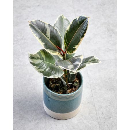 Ficus elastica 'Tineke' - figowiec sprężysty