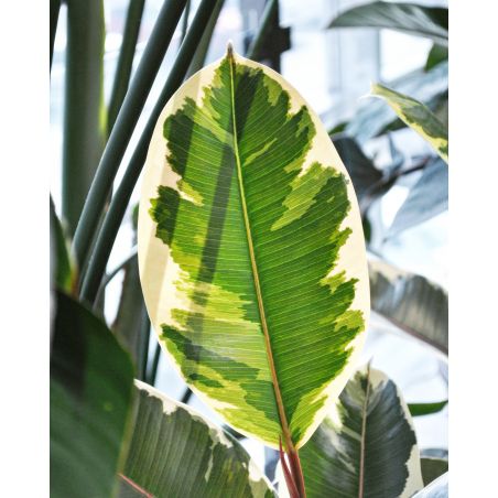 Ficus elastica 'Tineke' - figowiec sprężysty