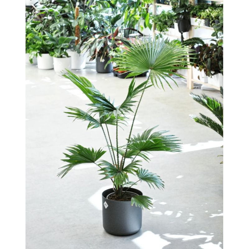 Livistona rotundifolia - liwistona okrągłolistna