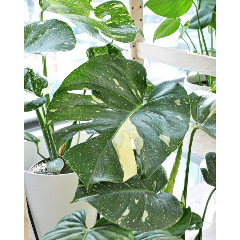 Monstera deliciosa 'Thai Constellation' - monstera dziurawa