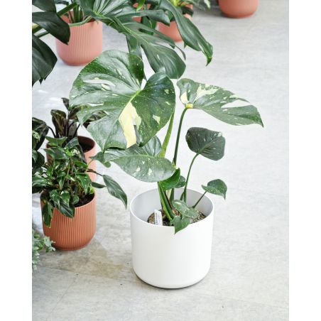 Monstera deliciosa 'Thai Constellation' - monstera dziurawa