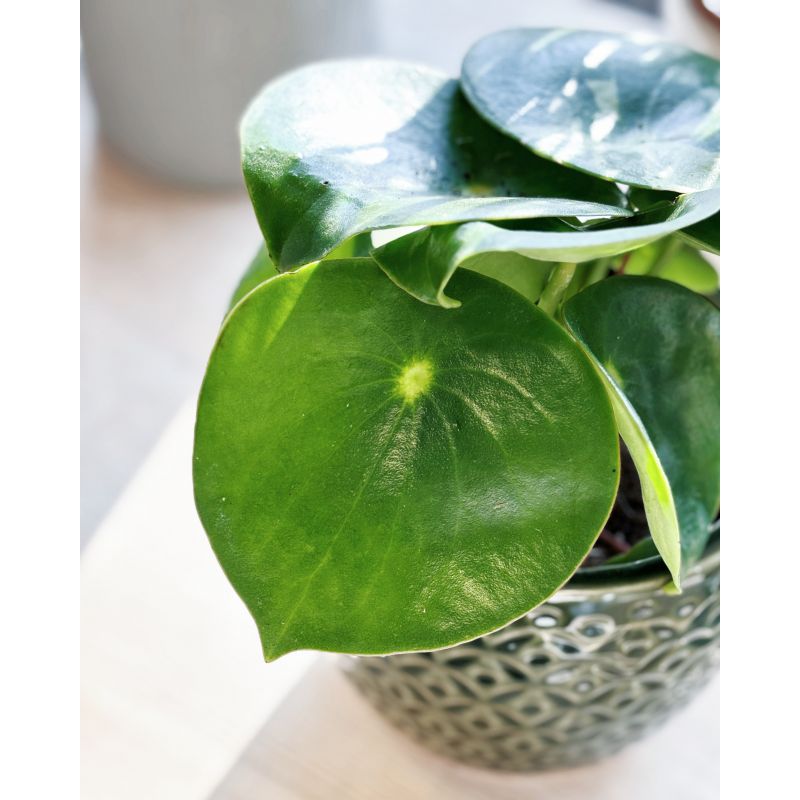 Peperomia polybotrya 'Raindrop' - peperomia