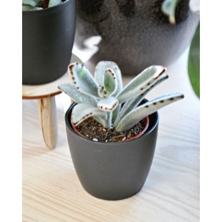 Kalanchoe tomentosa - żyworódka omszona