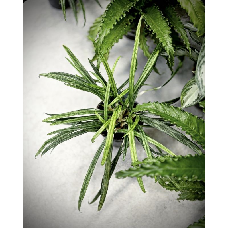 Aglaonema 'Bit Kisses' - aglonema