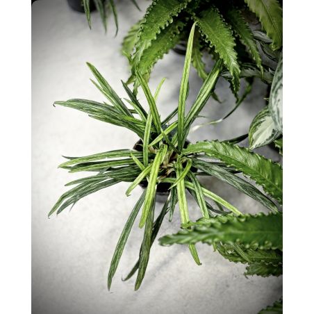 Aglaonema 'Bit Kisses' - aglonema