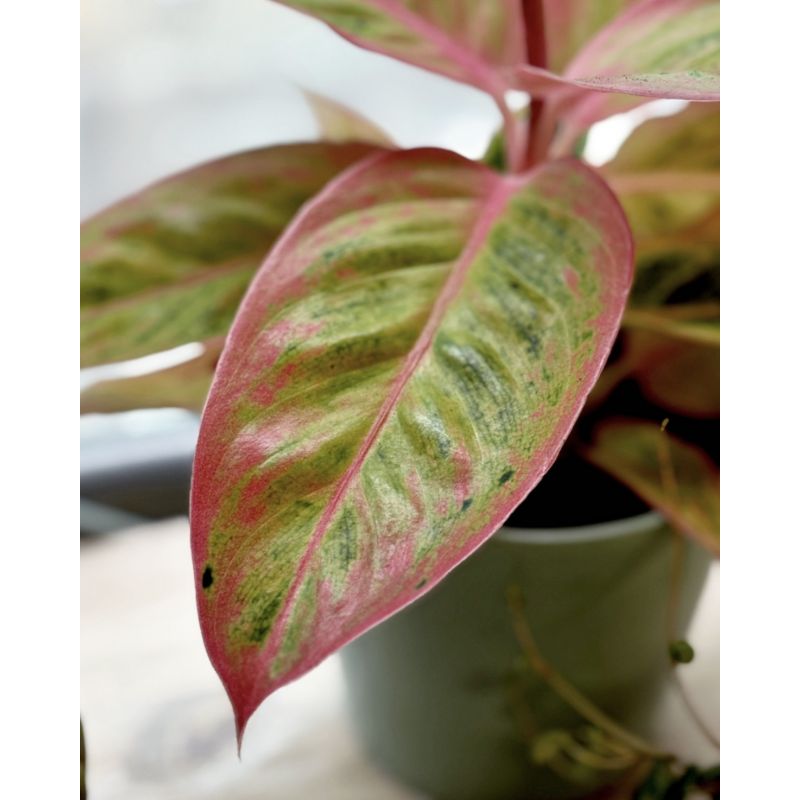 Aglaonema 'Salmon Fantasy' - aglonema
