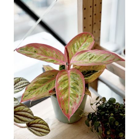 Aglaonema 'Salmon Fantasy' - aglonema
