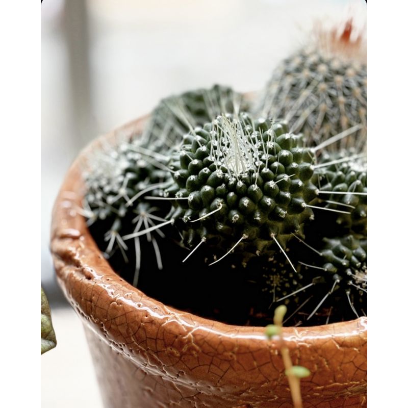Mammilaria spinosisima 'Un Pico'