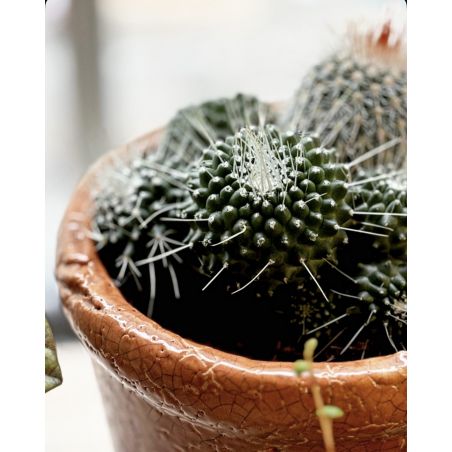 Mammilaria spinosisima 'Un Pico'