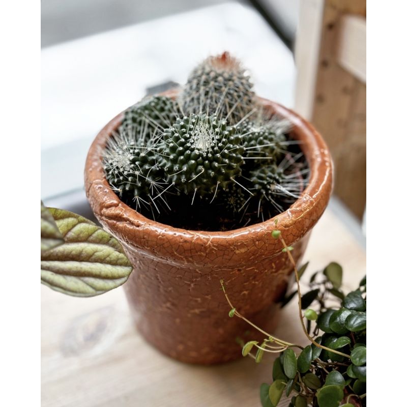 Mammilaria spinosisima 'Un Pico'