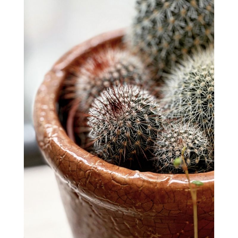 Mammilaria spinosisima
