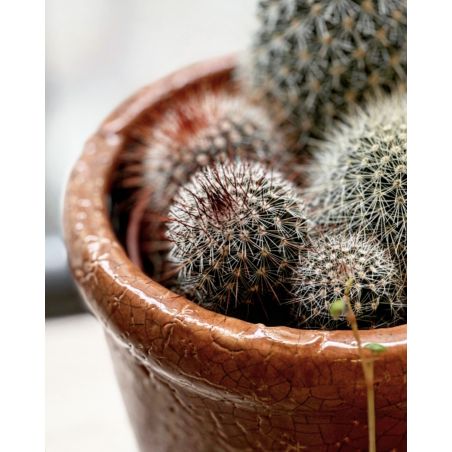 Mammilaria spinosisima