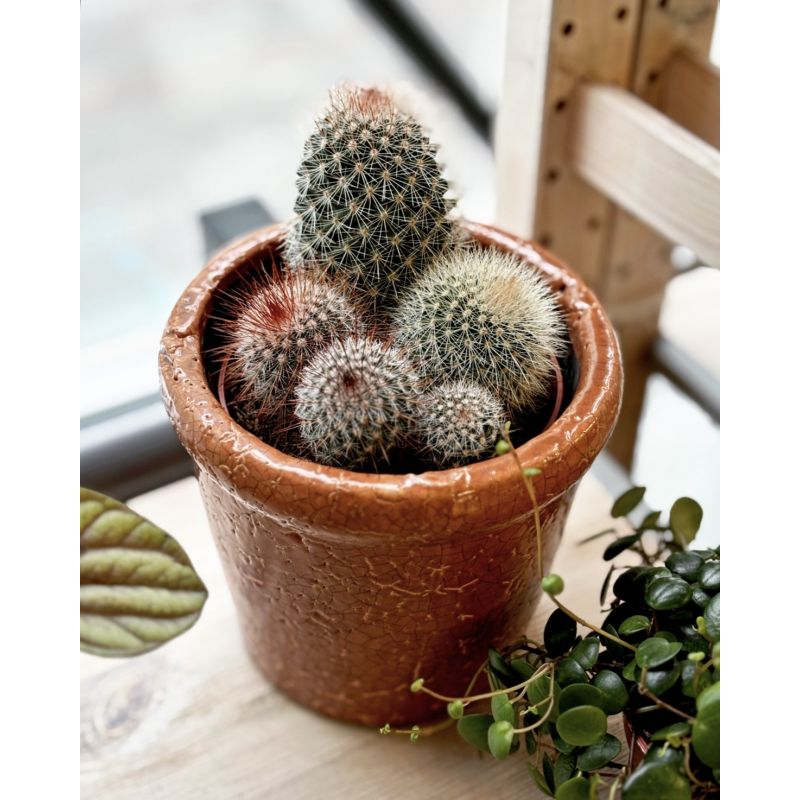 Mammilaria spinosisima