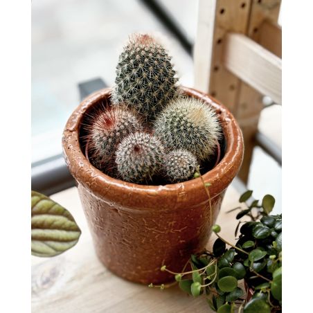 Mammilaria spinosisima