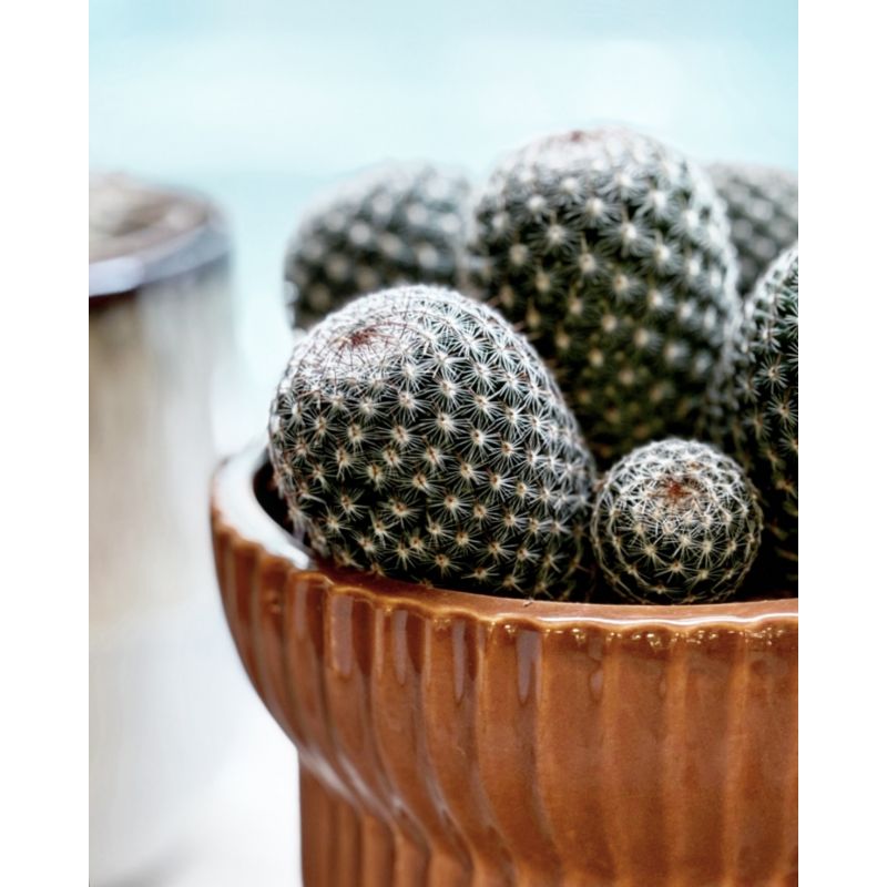 Mammilaria matudae - kaktus