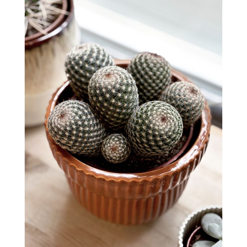 Mammilaria matudae - kaktus