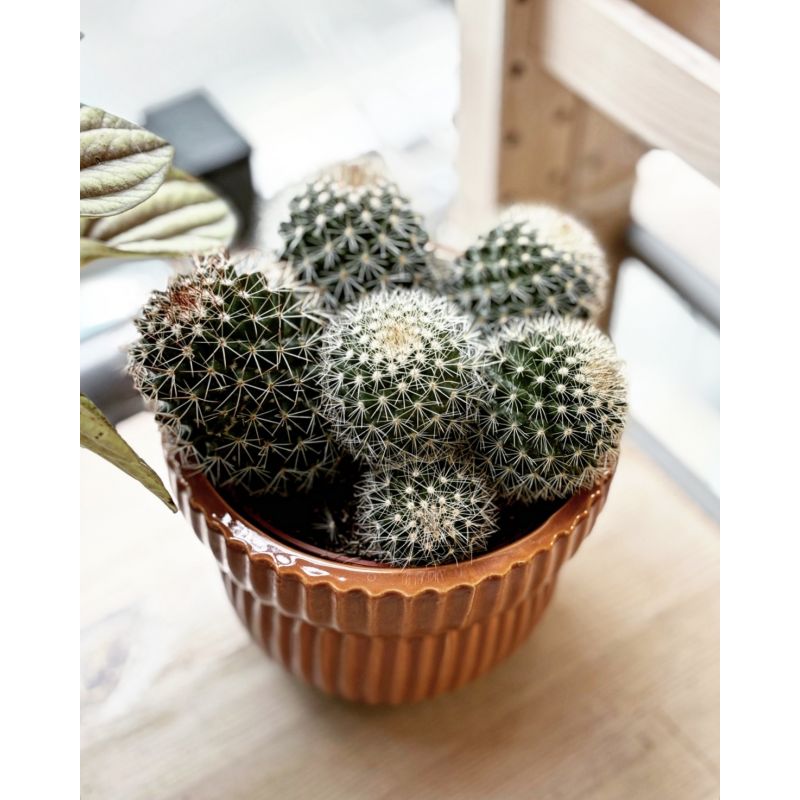 Mammilaria zeilmaniana - kaktus