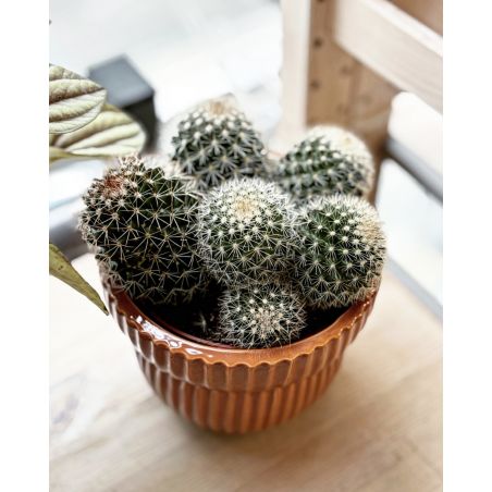 Mammilaria zeilmaniana - kaktus