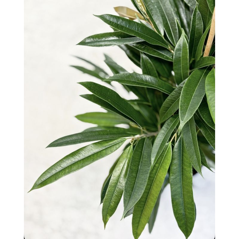 Ficus binnendijkii 'Amstel King' - figowiec