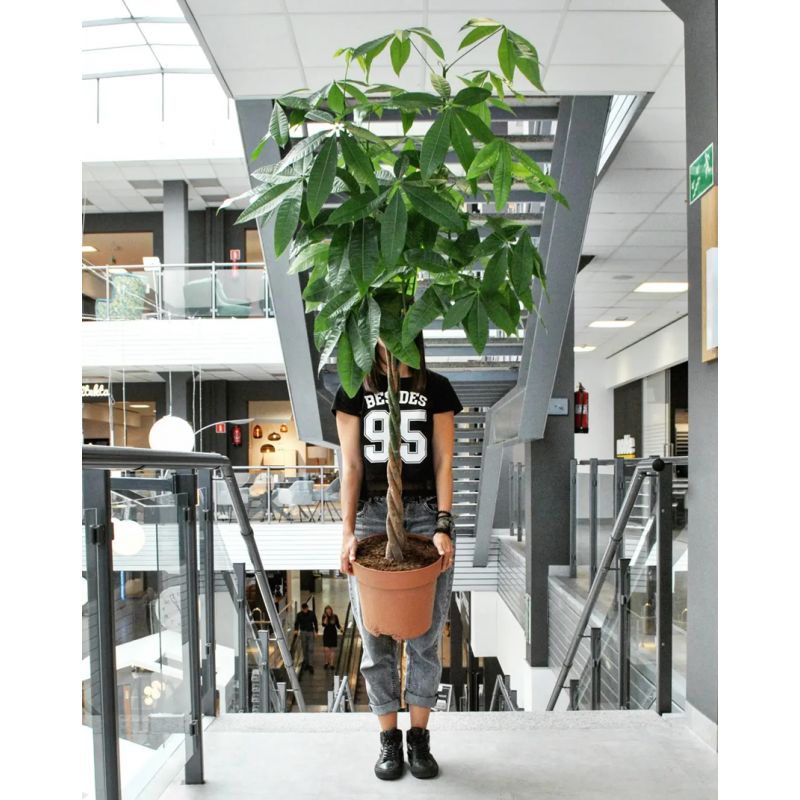 Pachira aquatica - pachira wodna