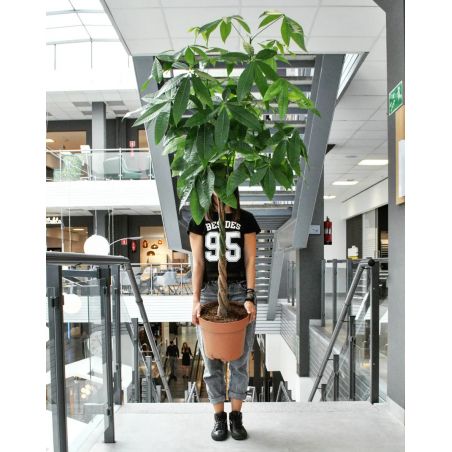 Pachira aquatica - pachira wodna