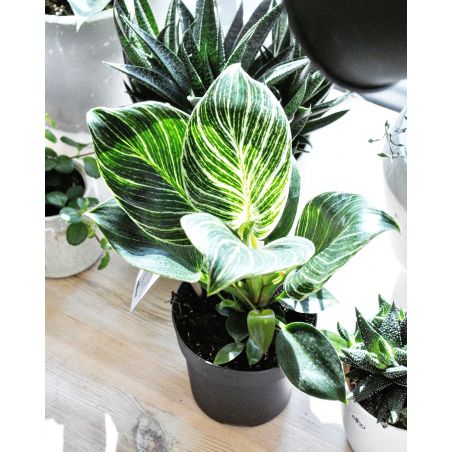 Philodendron birkin - filodendron