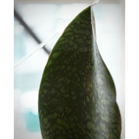 Sansevieria masoniana - wężownica - wężownica