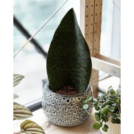 Sansevieria masoniana - wężownica