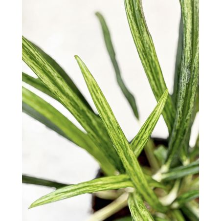 Aglaonema 'Bit Kisses' - aglonema