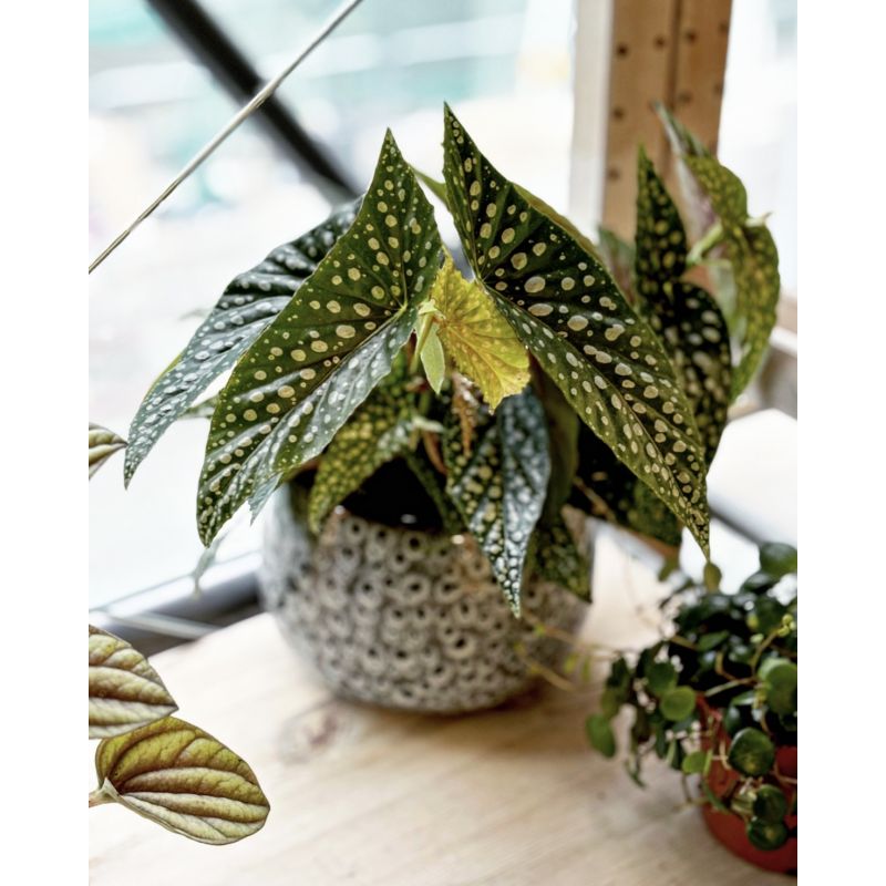 Begonia maculata 'Double Dot' - begonia plamista