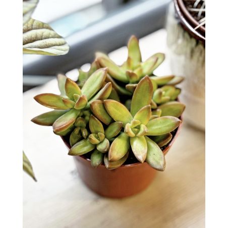 Sedum adolphi - rozchodnik