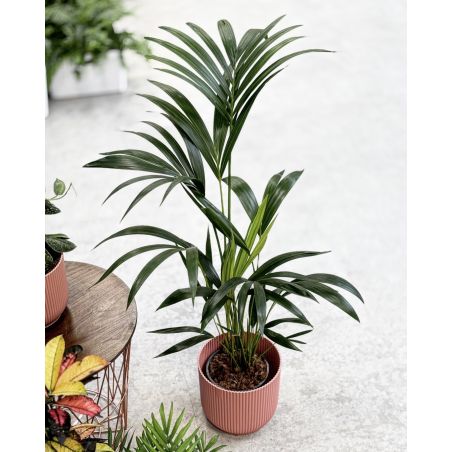 Howea forsteriana (Kentia) - howea Forstera (kencja)