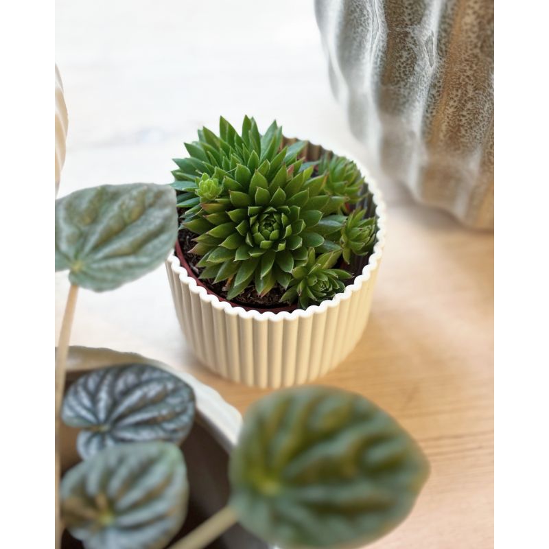 Sempervivum globiferum - rojnik