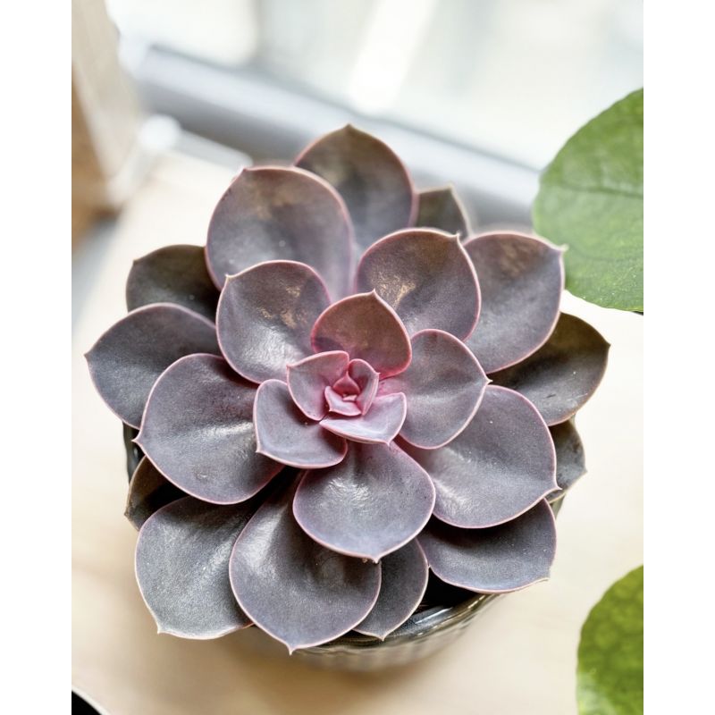 Echeveria 'Purple Pearl' - eszeweria