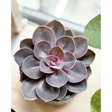 Echeveria 'Purple Pearl' - eszeweria