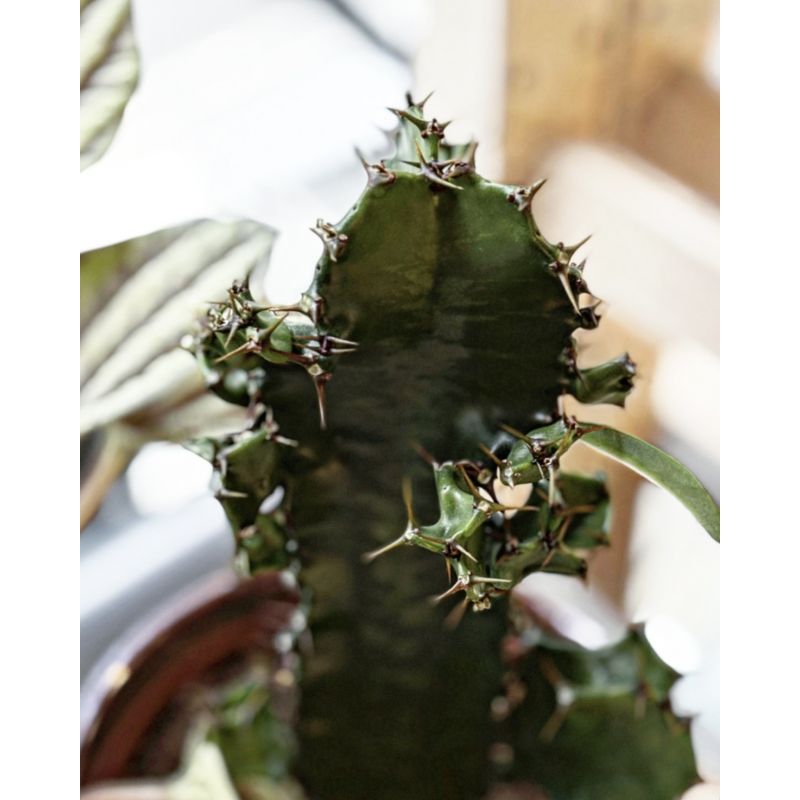 Euphorbia trigona - wilczomlecz trójżebrowy